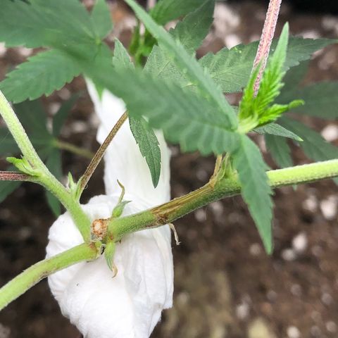 1-SSH-1 #12 growlog timeline photo