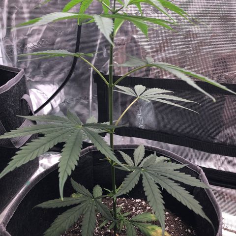 1-PTR-8 #9 growlog timeline photo