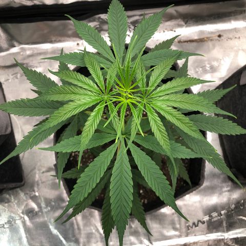 1-PTR-8 #9 growlog timeline photo