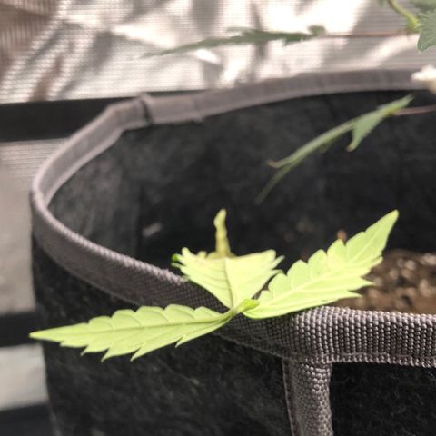 1-PTR-8 #9 growlog timeline photo