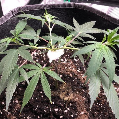1-SSH-1 #12 growlog timeline photo