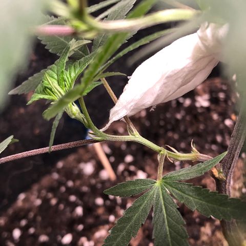 1-SSH-1 #12 growlog timeline photo