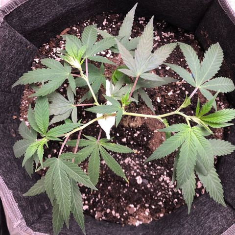 1-SSH-1 #12 growlog timeline photo