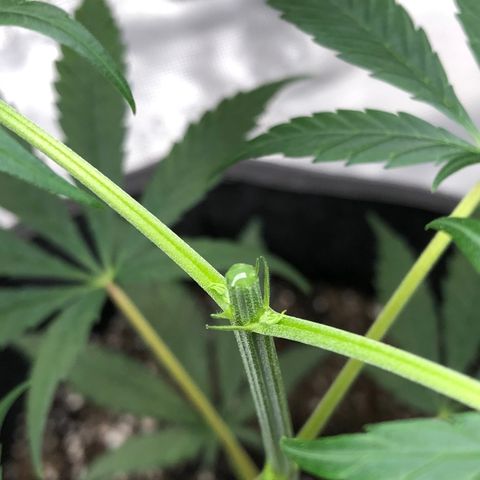 1-PTR-8 #9 growlog timeline photo