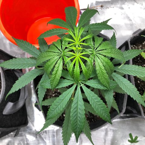 1-PTR-8 #9 growlog timeline photo