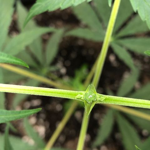 1-PTR-8 #9 growlog timeline photo