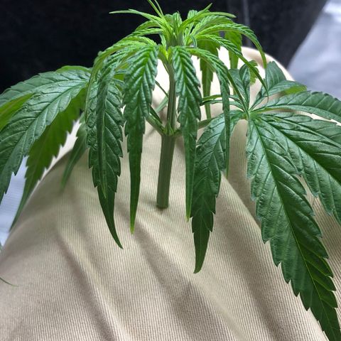 1-PTR-8 #9 growlog timeline photo