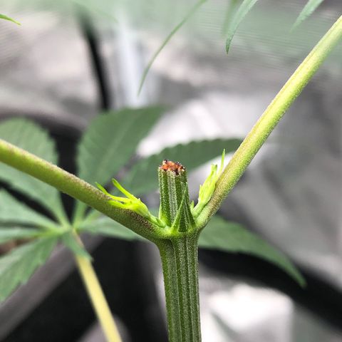 1-PTR-8 #9 growlog timeline photo