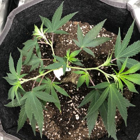 1-SSH-1 #12 growlog timeline photo