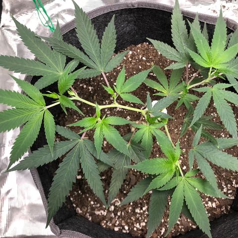 1-SSH-1 #12 growlog timeline photo