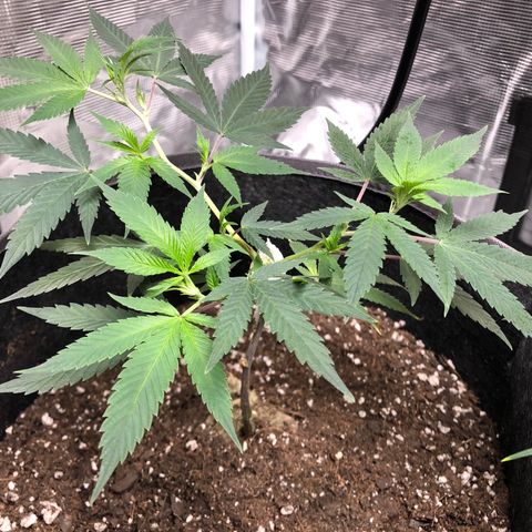 1-SSH-1 #12 growlog timeline photo