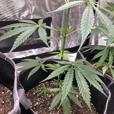 1-PTR-8 #9 growlog timeline photo