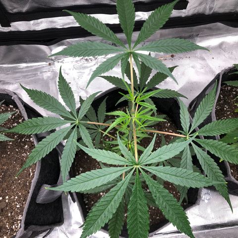 1-PTR-8 #9 growlog timeline photo