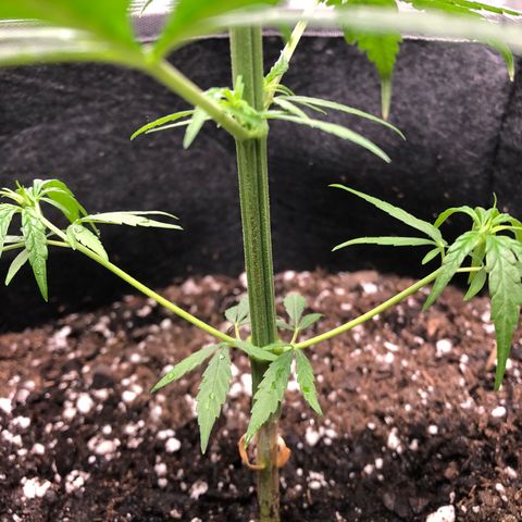 1-PTR-8 #9 growlog timeline photo