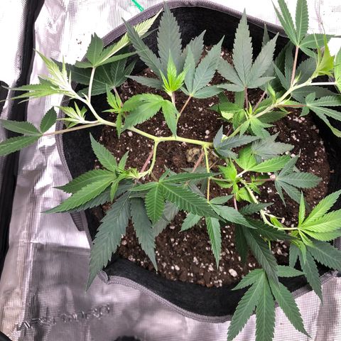 1-SSH-1 #12 growlog timeline photo