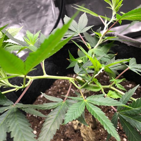 1-SSH-1 #12 growlog timeline photo