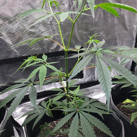 1-PTR-8 #9 growlog timeline photo