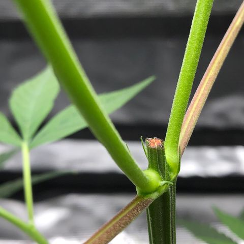 1-PTR-8 #9 growlog timeline photo