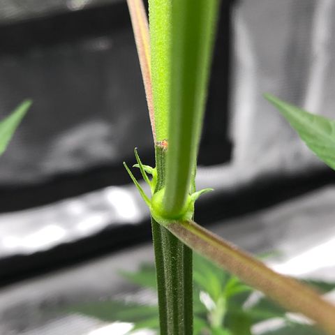 1-PTR-8 #9 growlog timeline photo