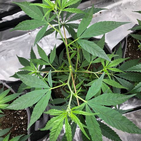 1-PTR-8 #9 growlog timeline photo