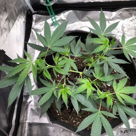 1-SSH-1 #12 growlog timeline photo