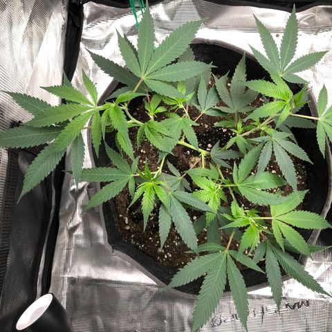 1-SSH-1 #12 growlog timeline photo