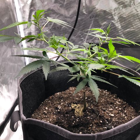 1-SSH-1 #12 growlog timeline photo