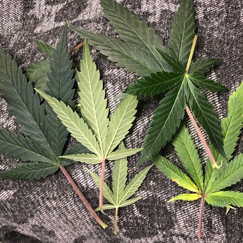 1-SSH-1 #12 growlog timeline photo