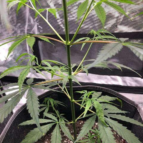 1-PTR-8 #9 growlog timeline photo