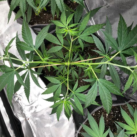 1-PTR-8 #9 growlog timeline photo