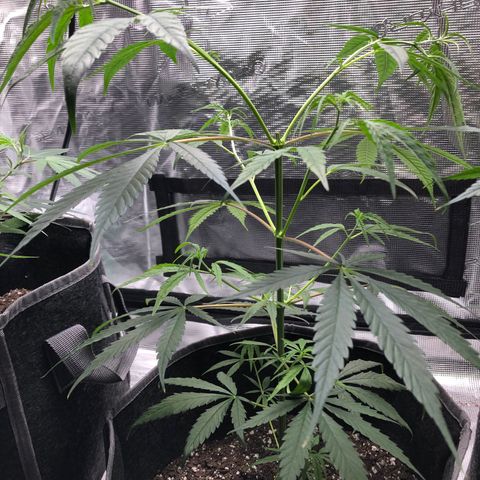 1-PTR-8 #9 growlog timeline photo