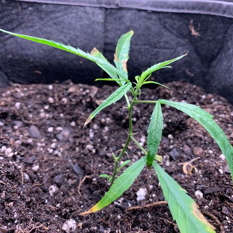 1-PTR-8 #9 growlog timeline photo