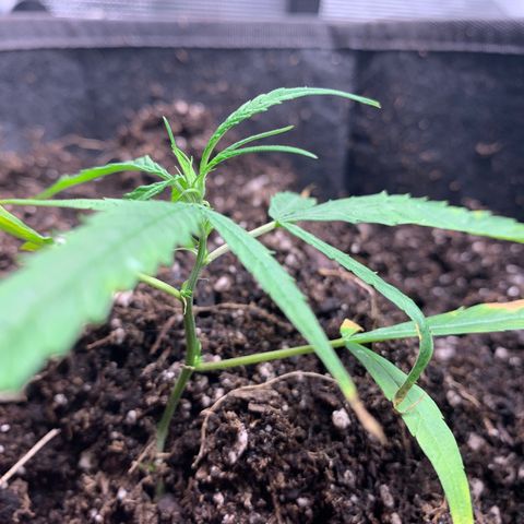 1-PTR-8 #9 growlog timeline photo