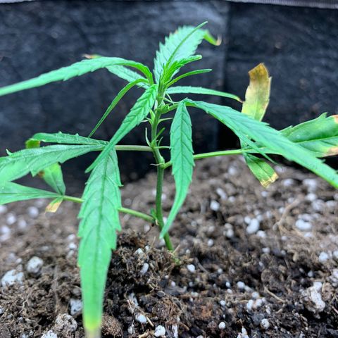 1-PTR-8 #9 growlog timeline photo