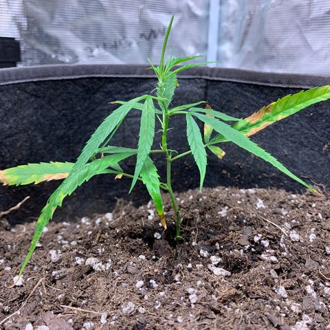 1-PTR-8 #9 growlog timeline photo