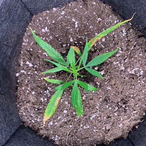 1-PTR-8 #9 growlog timeline photo