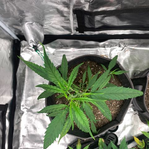 1-PTR-8 #9 growlog timeline photo