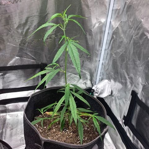1-PTR-8 #9 growlog timeline photo
