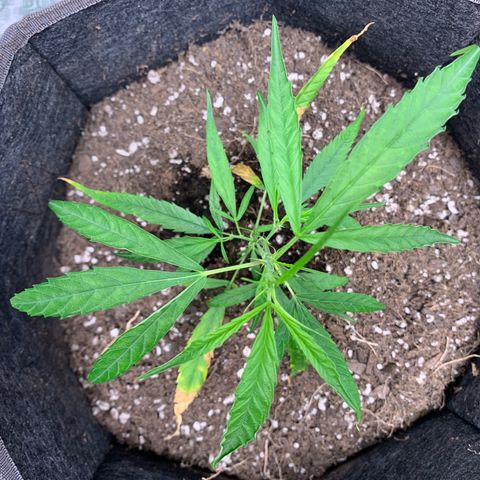 1-PTR-8 #9 growlog timeline photo