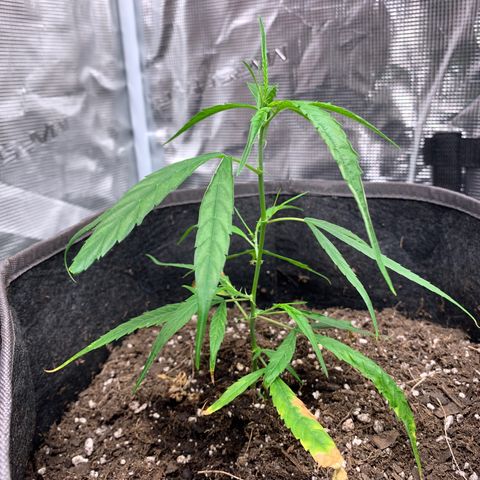 1-PTR-8 #9 growlog timeline photo