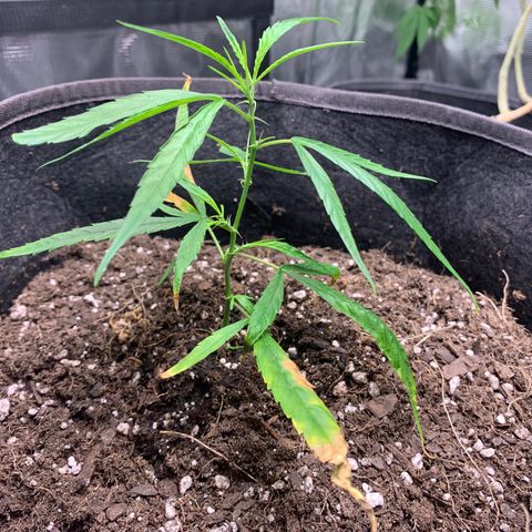 1-PTR-8 #9 growlog timeline photo