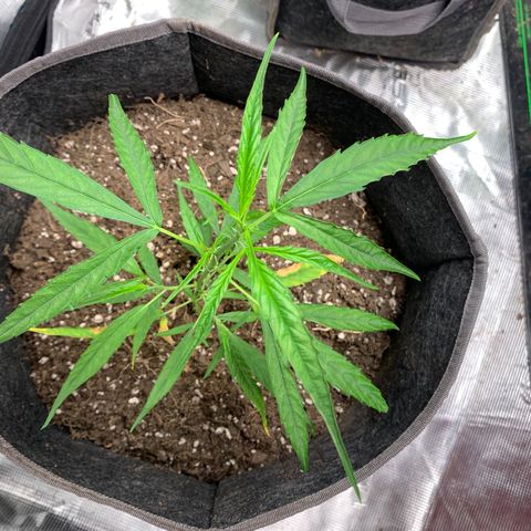 1-PTR-8 #9 growlog timeline photo