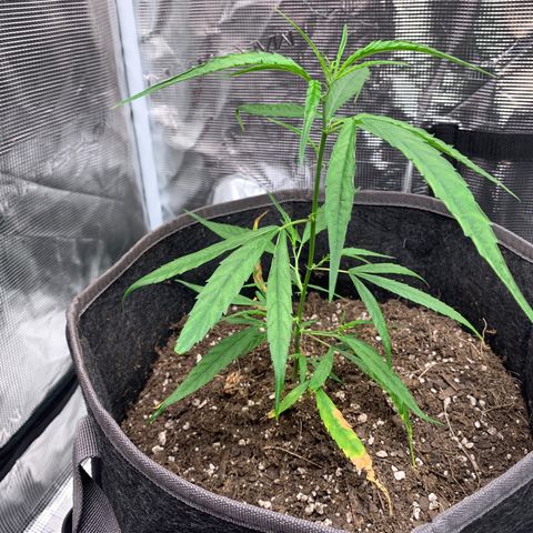 1-PTR-8 #9 growlog timeline photo