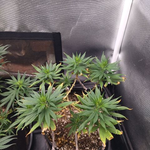 Lemon Haze growlog timeline photo