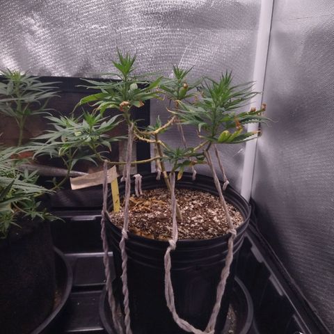 Lemon Haze growlog timeline photo