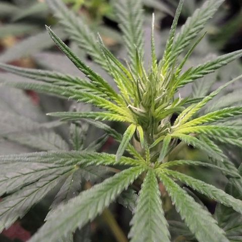 Lemon Haze growlog timeline photo