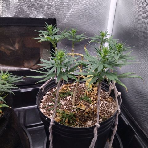 Lemon Haze growlog timeline photo