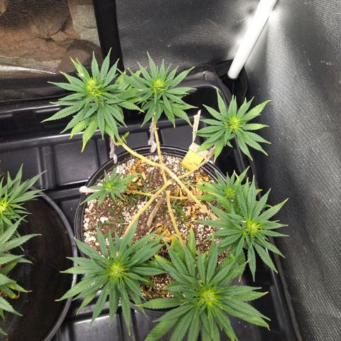 Lemon Haze growlog timeline photo