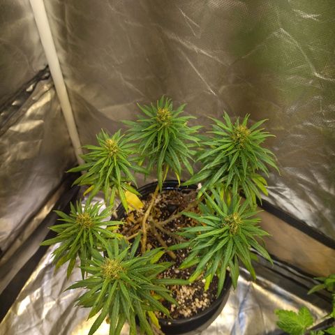 Lemon Haze growlog timeline photo
