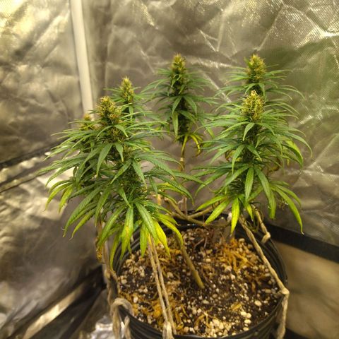 Lemon Haze growlog timeline photo
